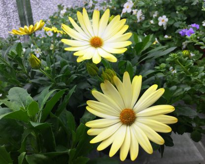 Остеоспермум Yellow (срез/3 шт)