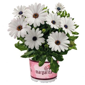 Остеоспермум Margarita White (0,1л)