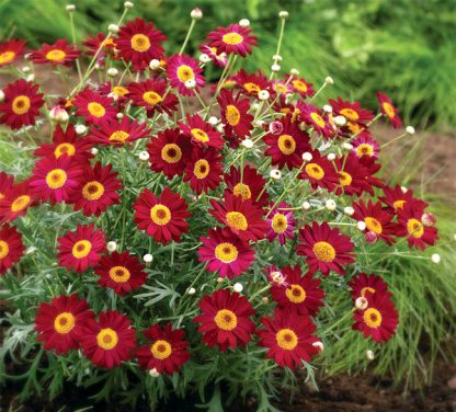 Аргирантемум Madeira Red (0,1л)