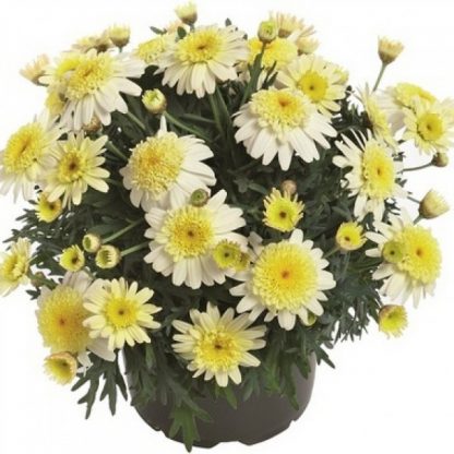 Аргирантемум Aramis Semi Double Lemon (0,1л)