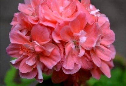 Пеларгония зональная Lauren Rose (срез/1шт)