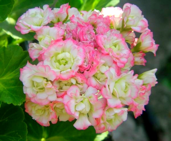 Appleblossom rosebud пеларгония фото