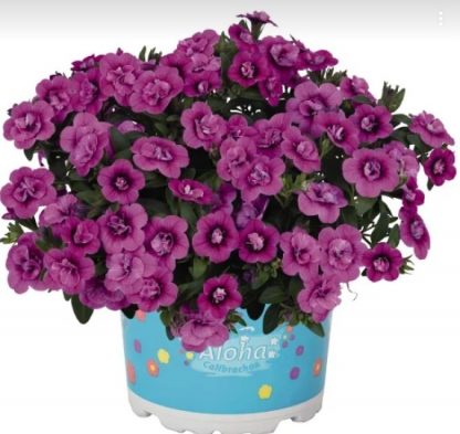 Калибрахоа Aloha Double Dark Pink (0,1л)