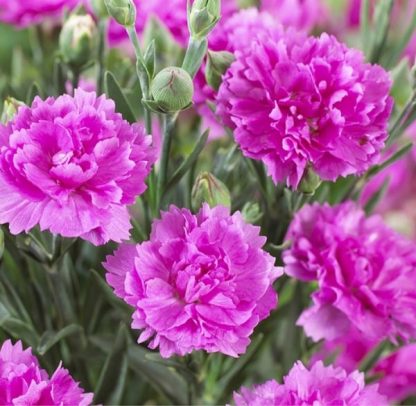 Гвоздика Sunflor Fygi (0,1л) — изображение 2