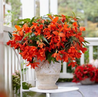 Бегония Ампельная Waterfall Encanto Orange (срез/1шт)