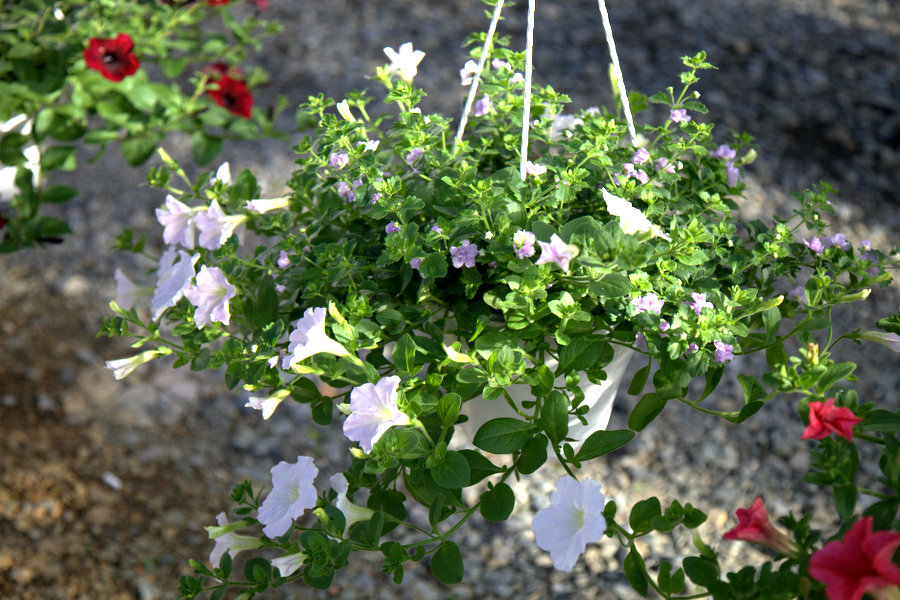 Завод ФЛОРА - Вегетативные черенки цветов в Кемерово - Кашпо-микс ...