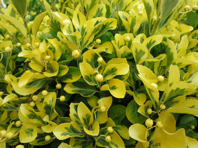 Завод ФЛОРА - Вегетативные черенки цветов в Кемерово - Бересклет Вьющийся Emerald & Gold (0,1л)