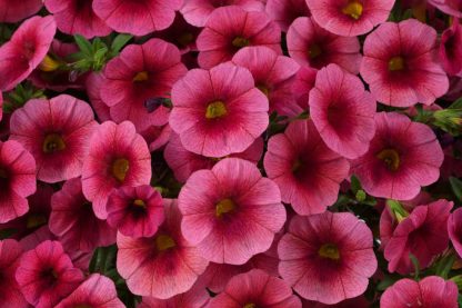 Калибрахоа Colibri Malibu Pink (0,1л)