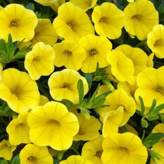 Калибрахоа Calibasket Yellow (срезы/5шт)