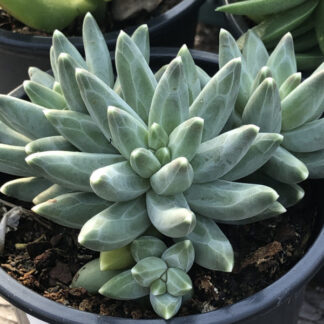 Суккулент Pachyphytum Compactum (Пахифитум Компактум) 0,1л.