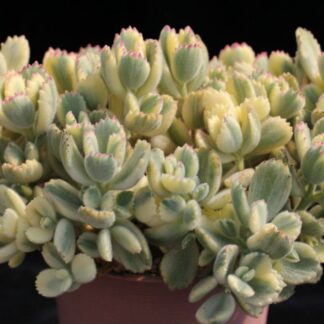 Суккулент Cotyledon Тomentosa Variegata (0,1л.)