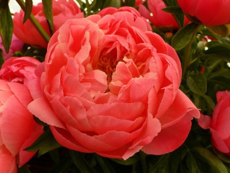 Завод ФЛОРА - Вегетативные черенки цветов в Кемерово - Пион ...