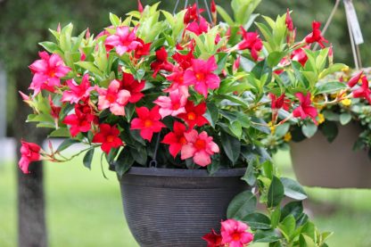 Дипладения Sundaville Classic Red (0,1л) — изображение 3