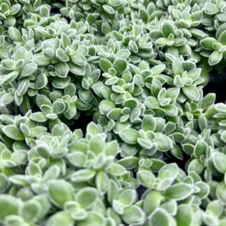 Суккулент Crassula Ernestii (Крассула Эрнеста) 0,1л.