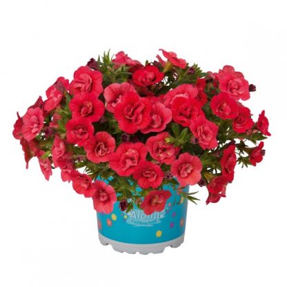 Калибрахоа Aloha Double Cherry Red (срезы/5шт)