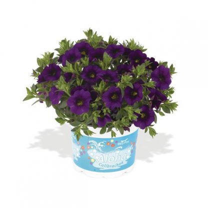 Калибрахоа Aloha Kona Midnight Blue (срезы/5шт)