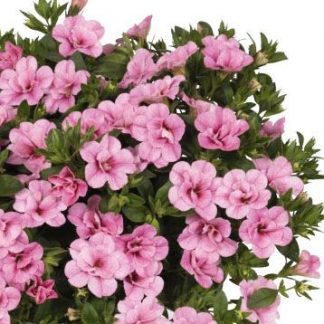 Калибрахоа махровая Aloha Double Soft Pink (срезы/5шт)