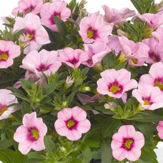 Калибрахоа Aloha Nani Tiki Pink (срезы 5 шт)