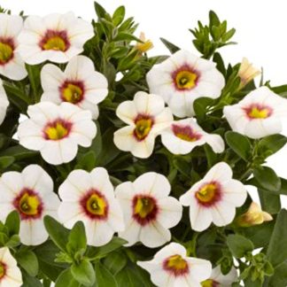 Калибрахоа Aloha Kona Tiki White (срезы 5 шт)