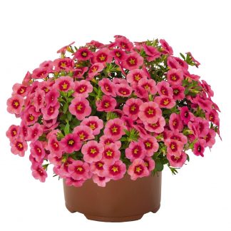 Калибрахоа Hula Strawberry (срезы/5шт)