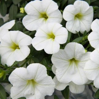 Калибрахоа Calita White (срезы 5 шт)