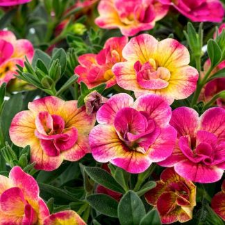 Калибрахоа Chameleon Double Pink Yellow (срезы 5 шт)