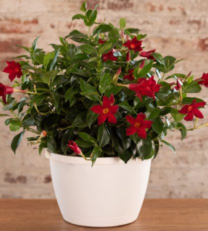 Дипладения Sundaville Classic Red (0,1л) — изображение 2