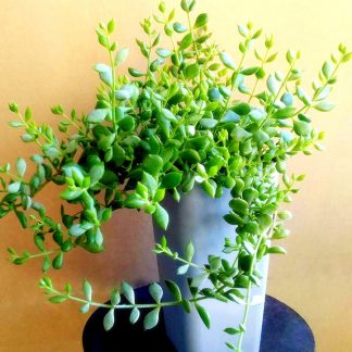 Суккулент Котиледон Подвешенный