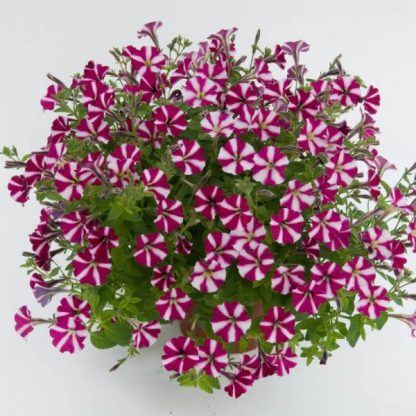Петуния Littletunia Bicolor Illusion (срезы/5шт)