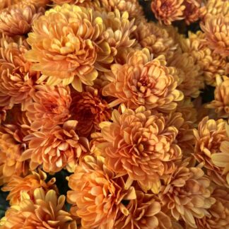 Хризантема мультифлора Branbeach Orange (0,1л)