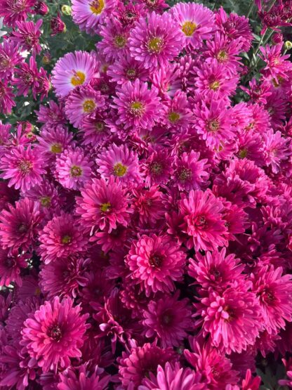 Хризантема мультифлора Branroyal Purple (срезы/3шт) — изображение 2