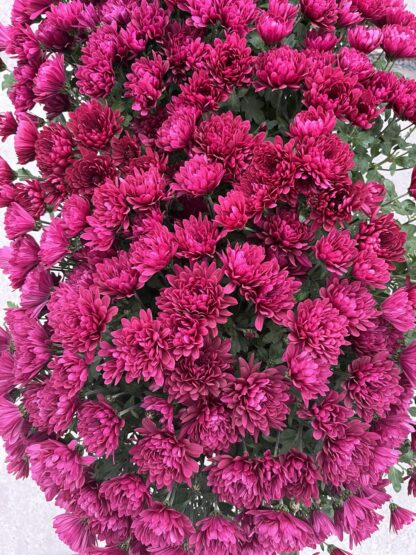 Хризантема мультифлора Sunbeam Lucky Purple (срезы/3шт) — изображение 3