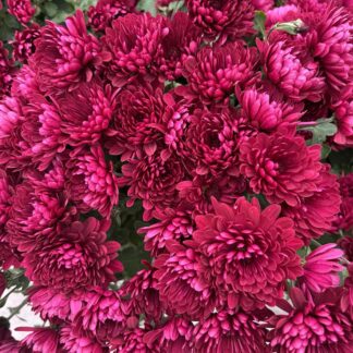 Хризантема мультифлора Sunbeam Lucky Purple (0,1л)