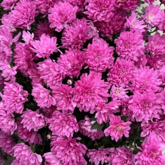 Хризантема Мультифлора Sweet Pink (0,1л)