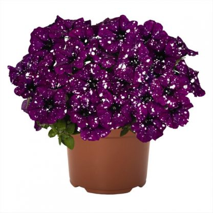 Петуния Surprise Sparkling Purple (срезы/5шт)