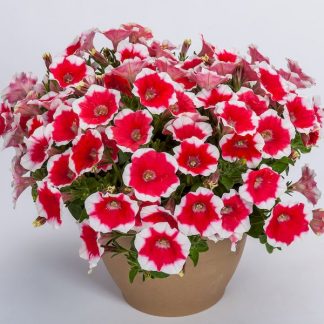 Петуния Capella Cherry Vanilla (0,1л)