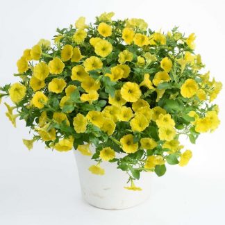Петуния Capella Hello Yellow (0,1л)