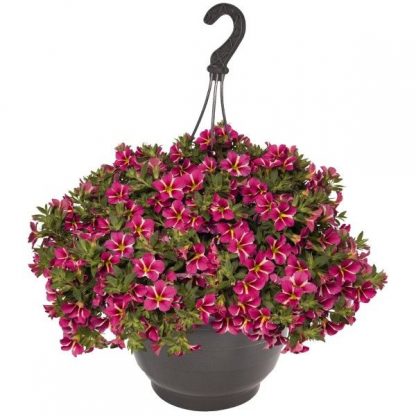 Калибрахоа Aloha Classic Pink Cart Wheel (0,1л)