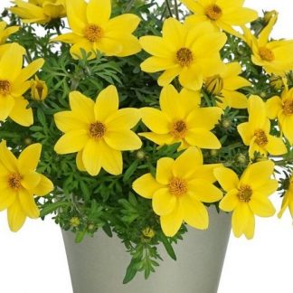 Биденс Eldoro Compact Yellow (0,1л)