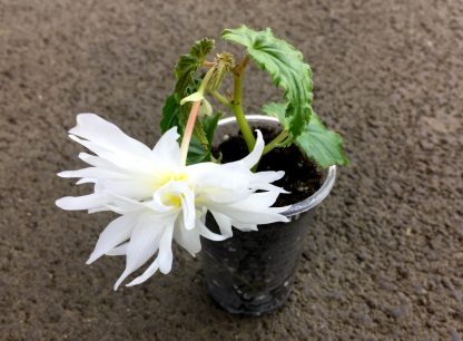 Бегония Ампельная Belleconia White Snow (срез/1шт) — изображение 3