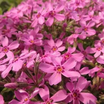 Флокс шиловидный Emerald Pink (0,1л)