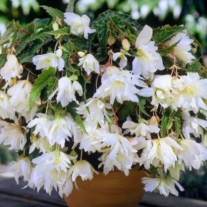 Бегония Ампельная Belleconia White Snow (срез/1шт)