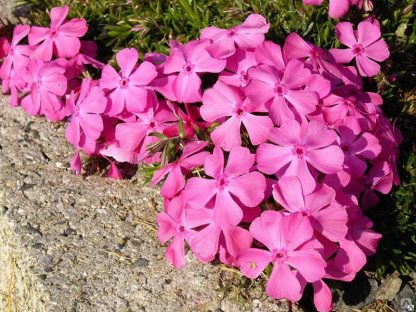 Флокс шиловидный Emerald Pink (0,1л) — изображение 2