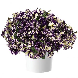 Петуния Splash Dance Violet Vogue (срезы/5шт) НОВИНКА 2023