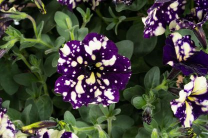 Петуния Splash Dance Violet Vogue (0,1л) — изображение 2