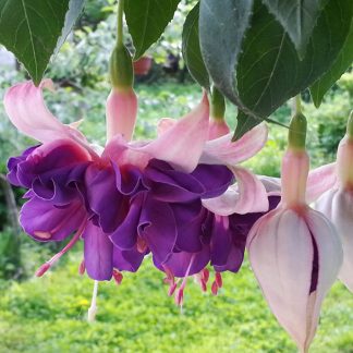 Фуксия Deep Purple (0,1л)