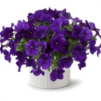 Петуния Capella Indigo (срезы/5шт)