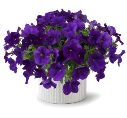 Петуния Capella Indigo (срезы/5шт)