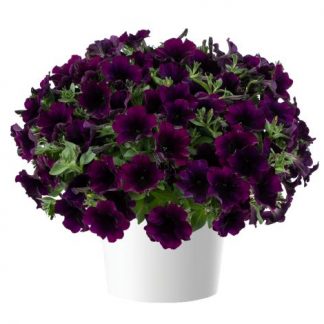Петуния Capella Mulberry (0,1л)