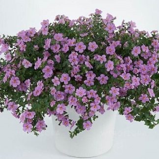 Бакопа Gulliver Pink (срезы/5шт)